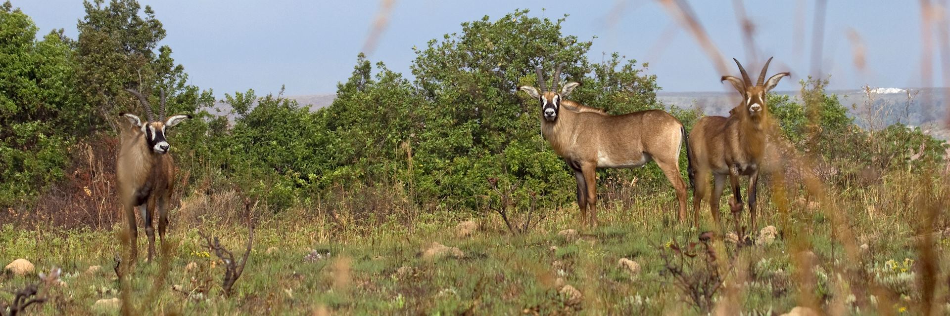 Roan antelopes, Nyika Plateau