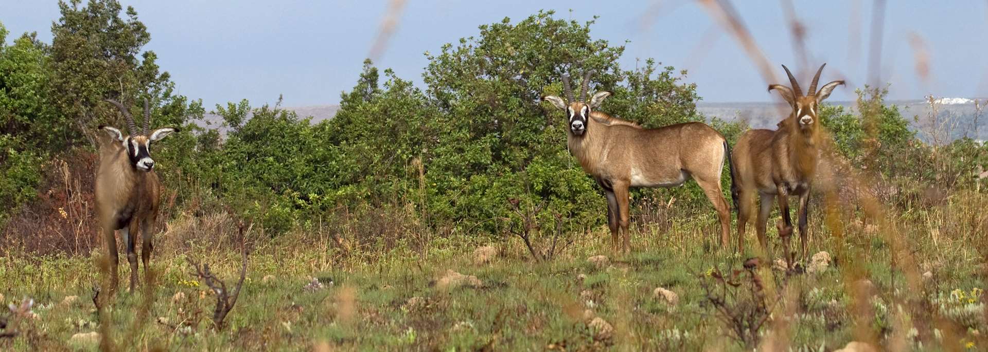 Roan antelopes, Nyika Plateau