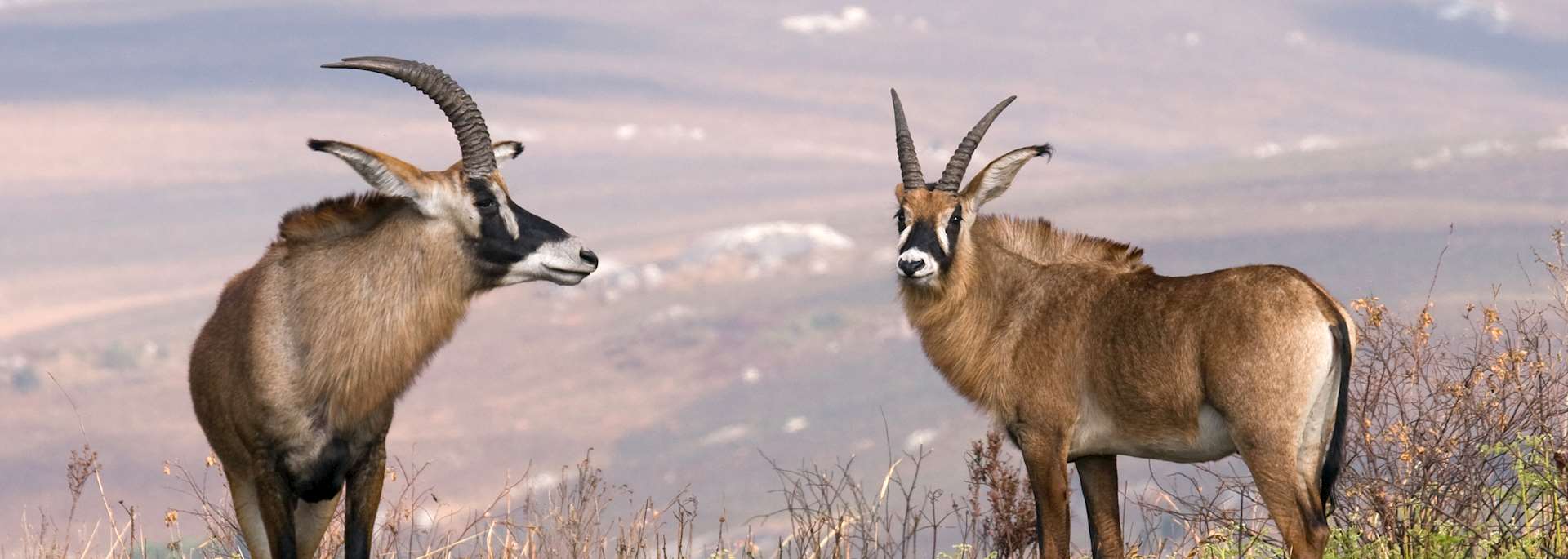 Roan antelope, Nyika Plateau in Malawi