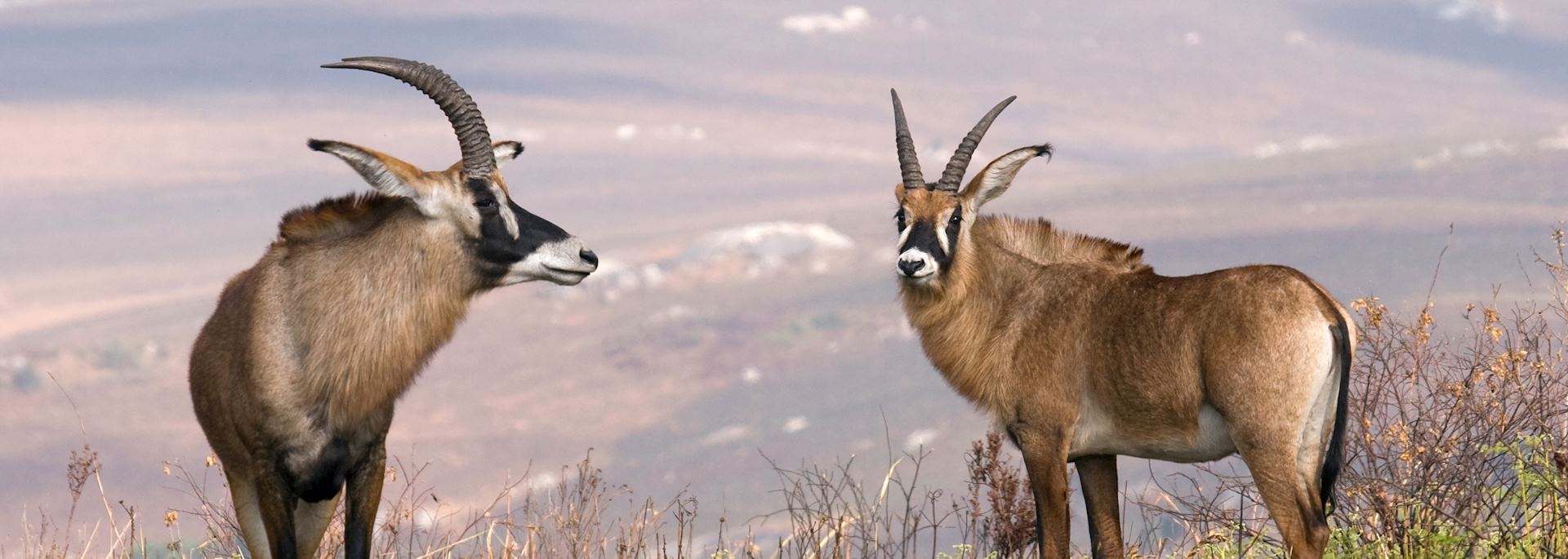 Roan antelope, Nyika Plateau in Malawi