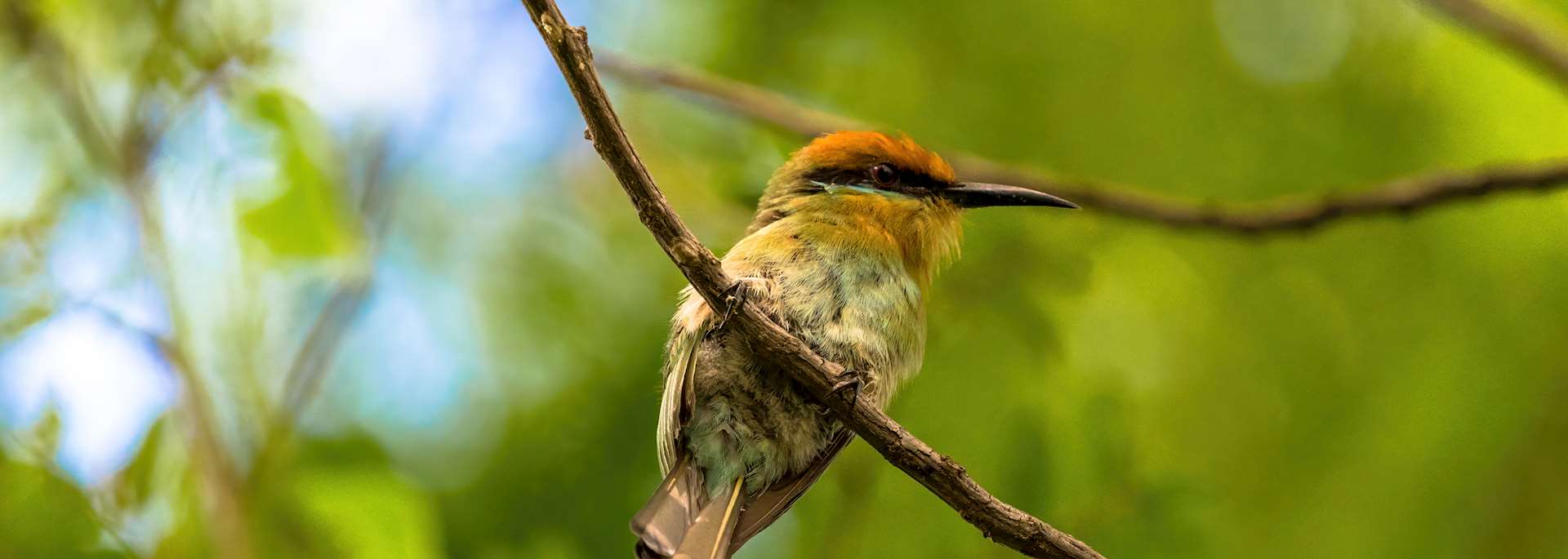 Böhm's bee-eater at Cape Maclear