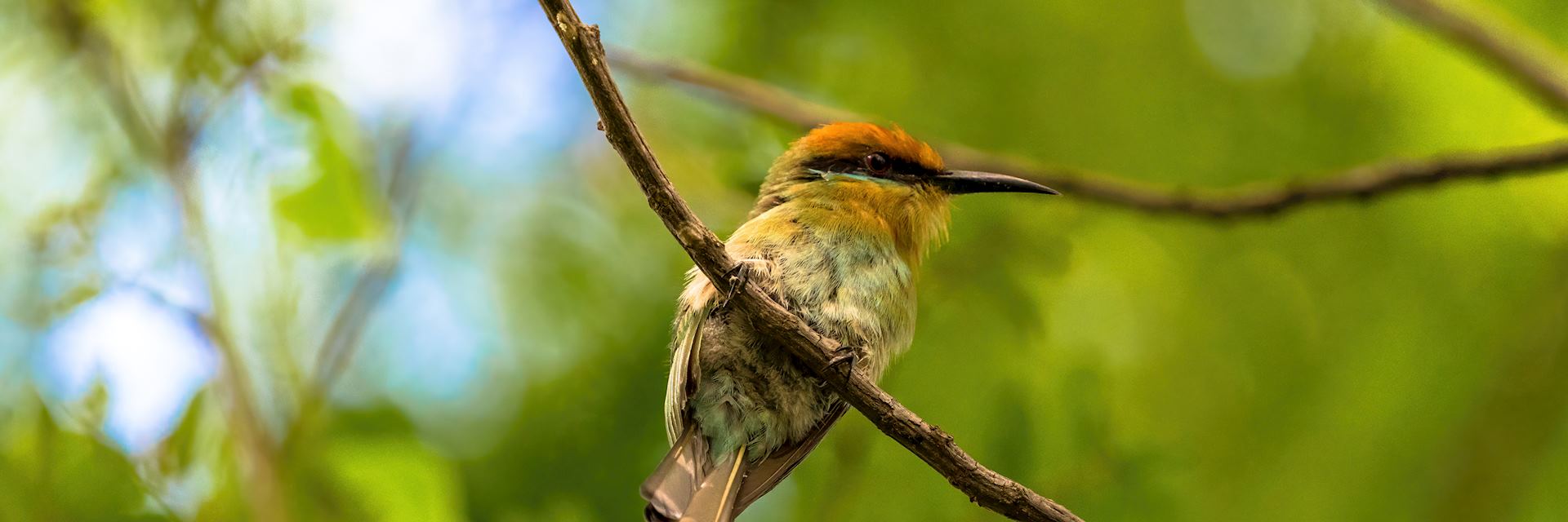 Böhm's bee-eater at Cape Maclear