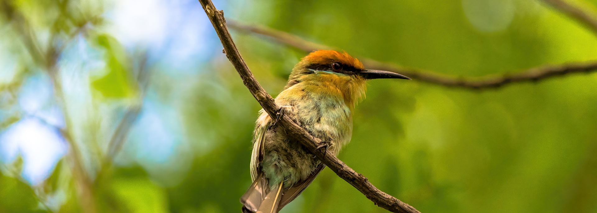 Böhm's bee-eater at Cape Maclear