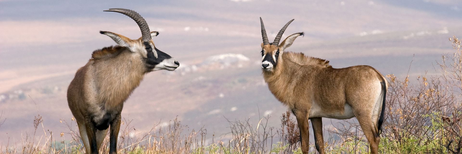 Roan antelope, Nyika Plateau in Malawi