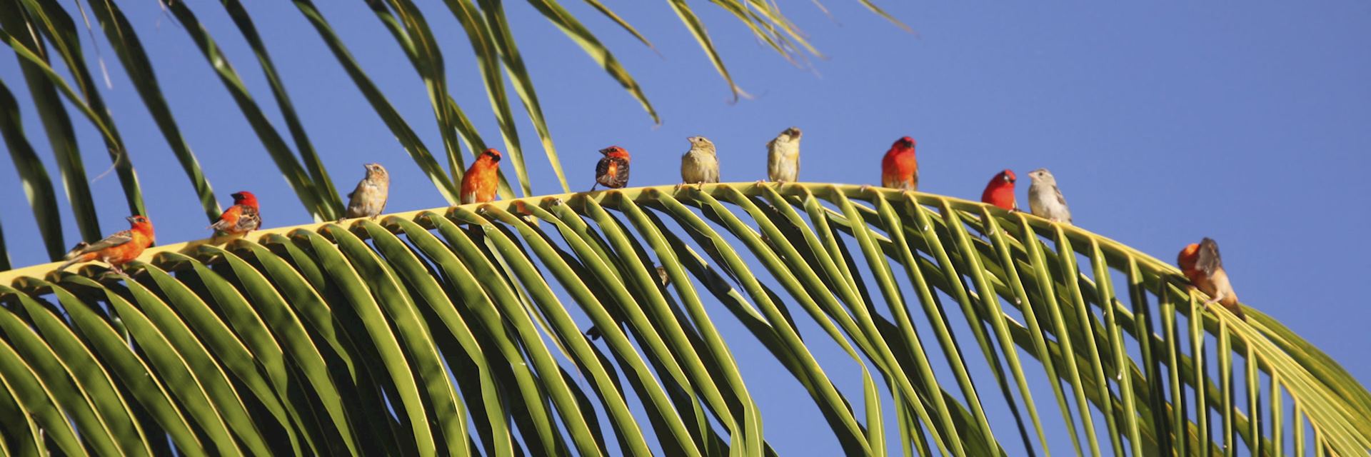 Mauritius Fody birds