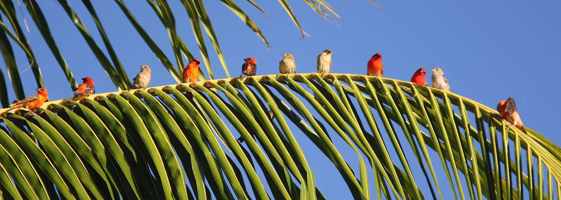 Mauritius fody birds