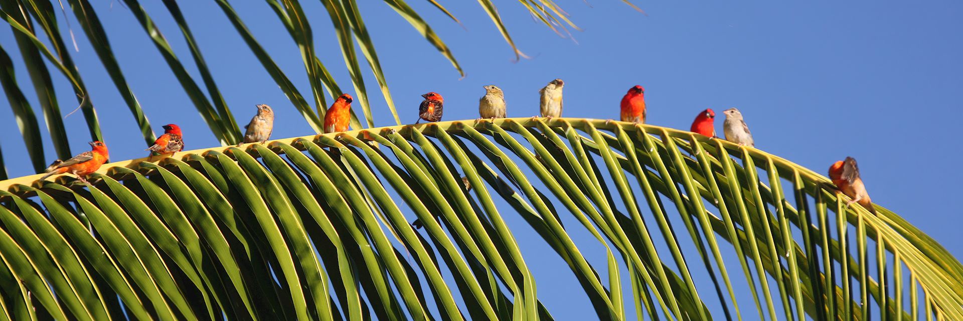 Mauritius fody birds