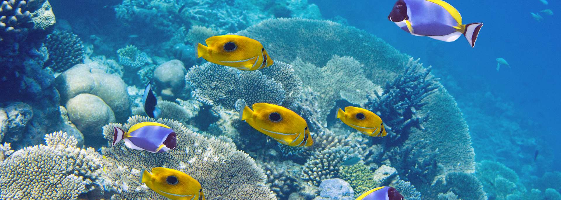 Coral reef and fish, Mauritius
