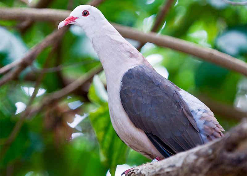 Pink pigeon
