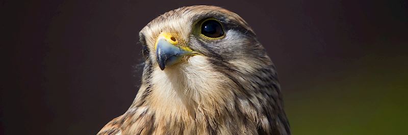 Mauritius kestrel