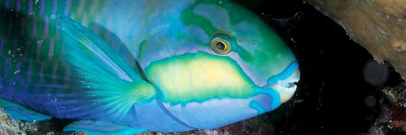 Snorkel with parrotfish