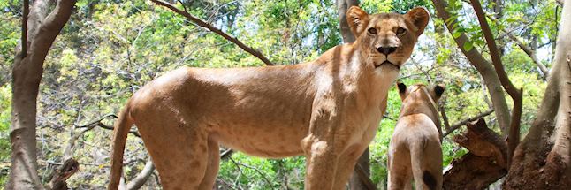 Spot lion in Casela Nature and Leisure Park Spot lion in Casela Nature and Leisure Park
