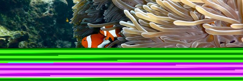 Snorkel with clownfish