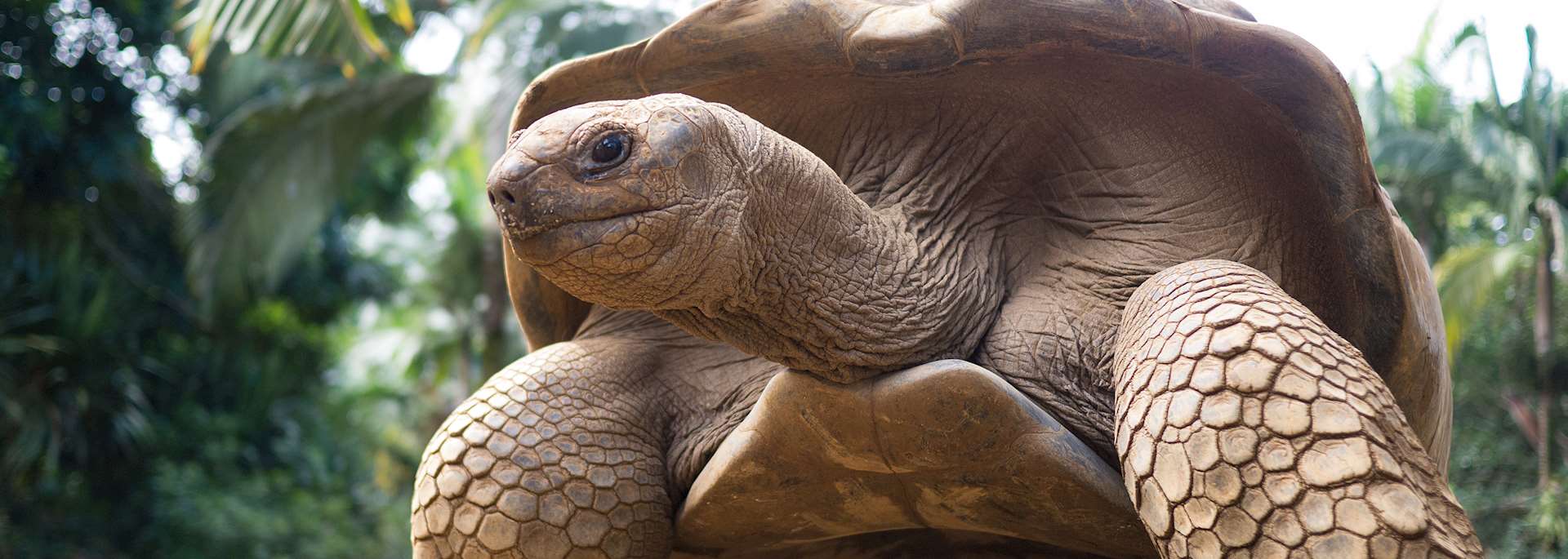 Giant tortoise, Mauritius