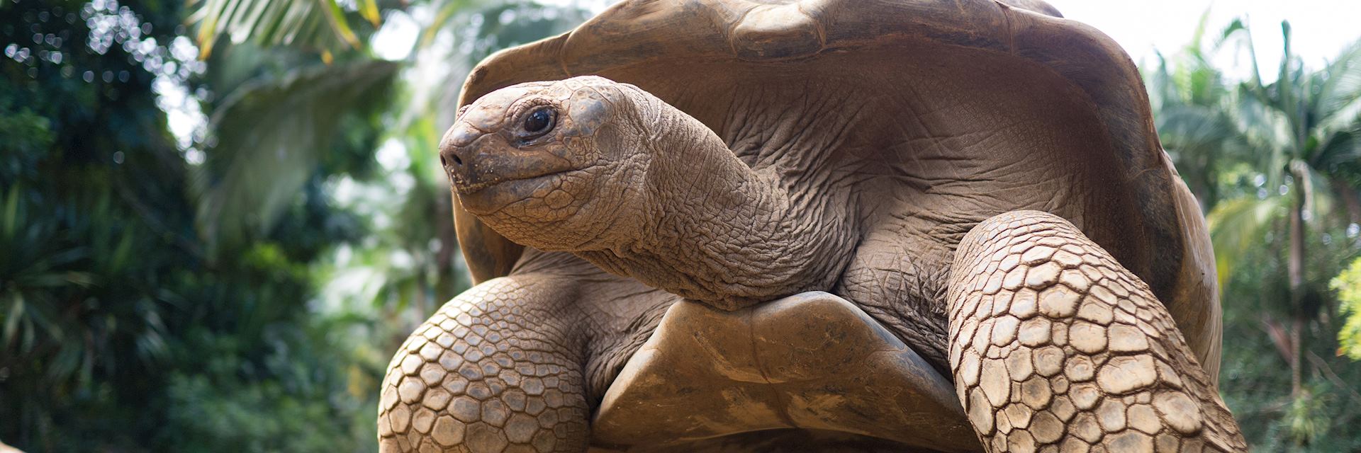 Giant tortoise, Mauritius