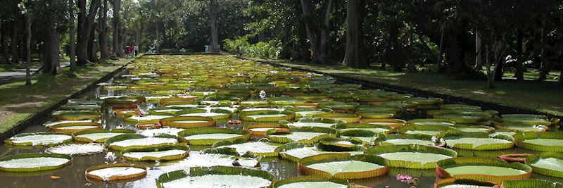 Pamplemousses Botanic Garden