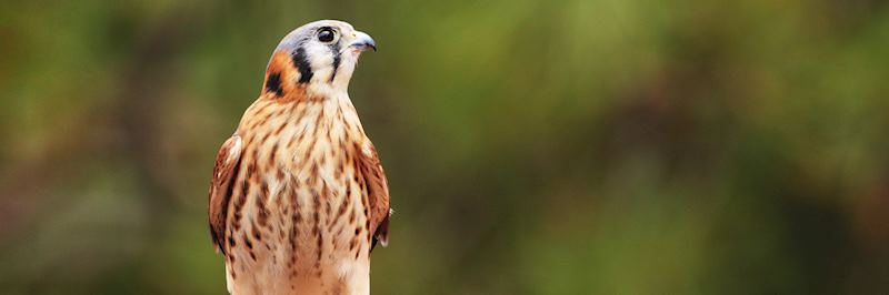 Mauritius kestrel, which can be found in the Black River Gorge National Park