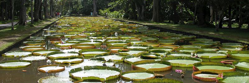 Pamplemousses Botanical Garden, Mauritius