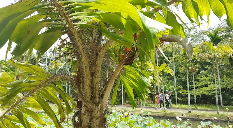 Pamplemousses Botanical Gardens