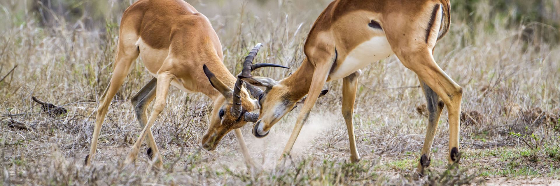Impala in the Niassa Reserve, Mozambique