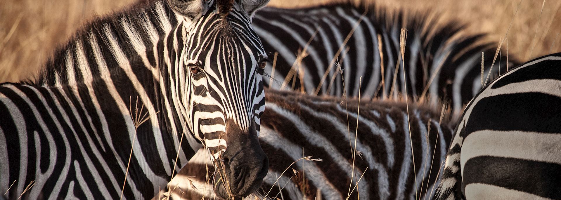 Zebra in morning light