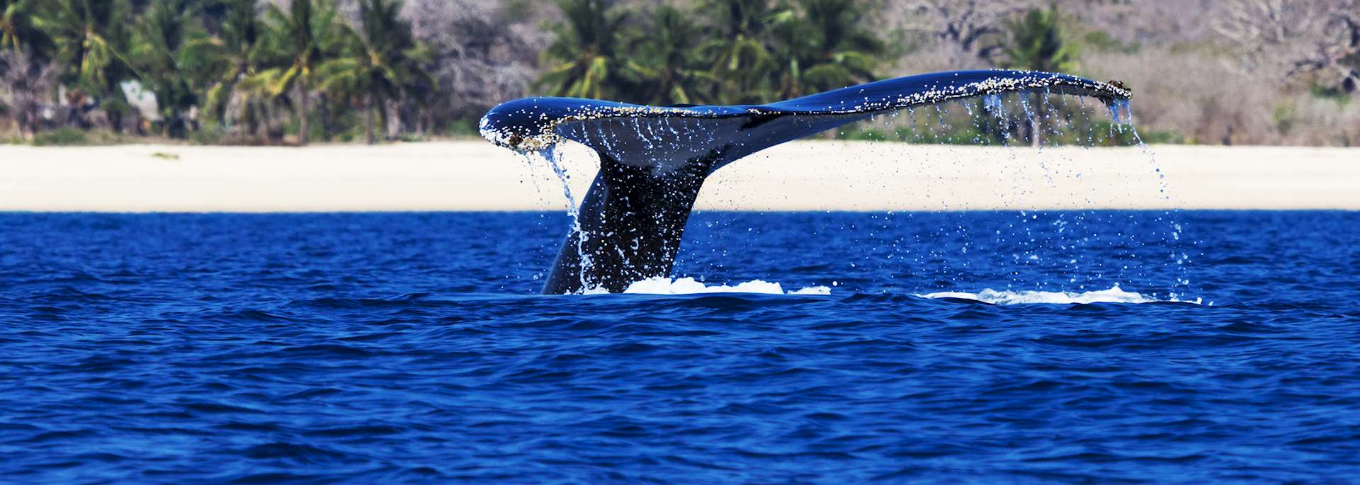 Humpback whale off the coast of Mozambique