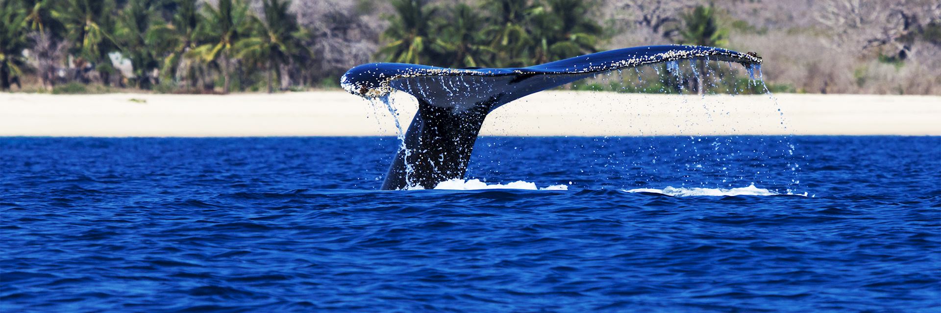 Humpback whale off the coast of Mozambique