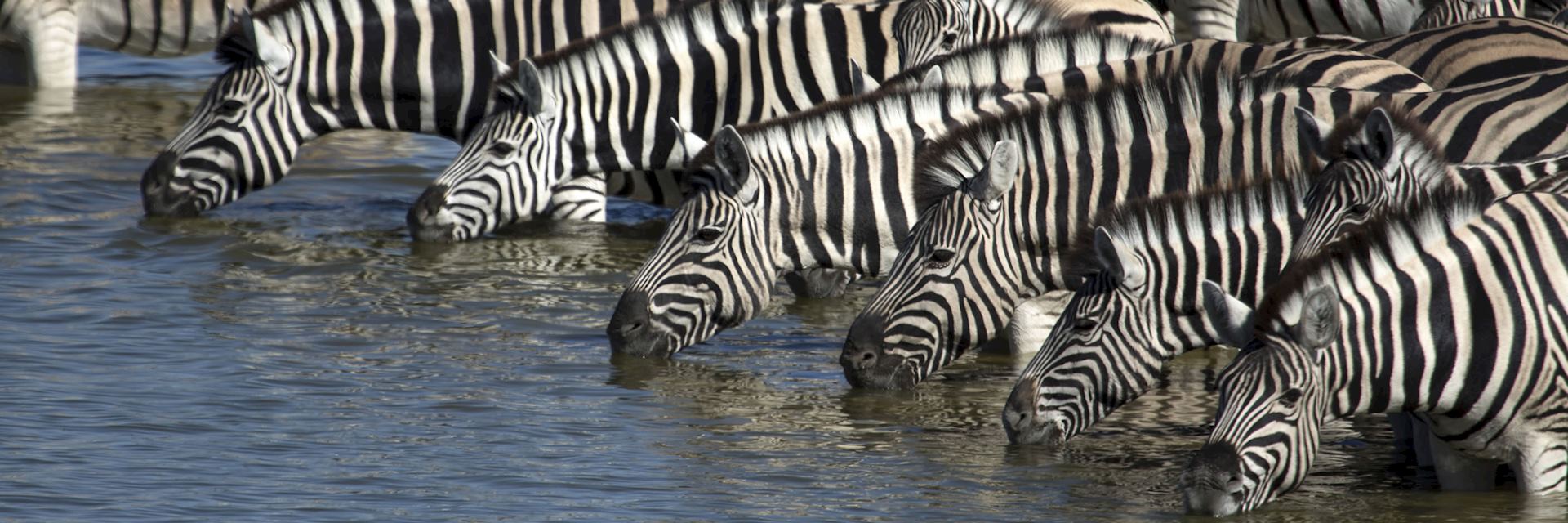 Zebra in the Niassa Reserve
