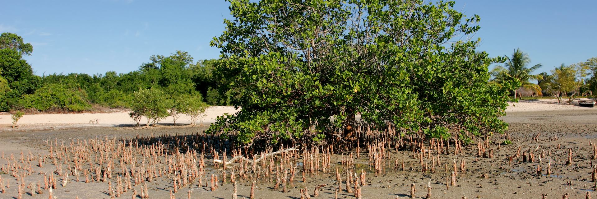 Mangrove tree in Vilanculos Coastal Wildlife Sanctuary