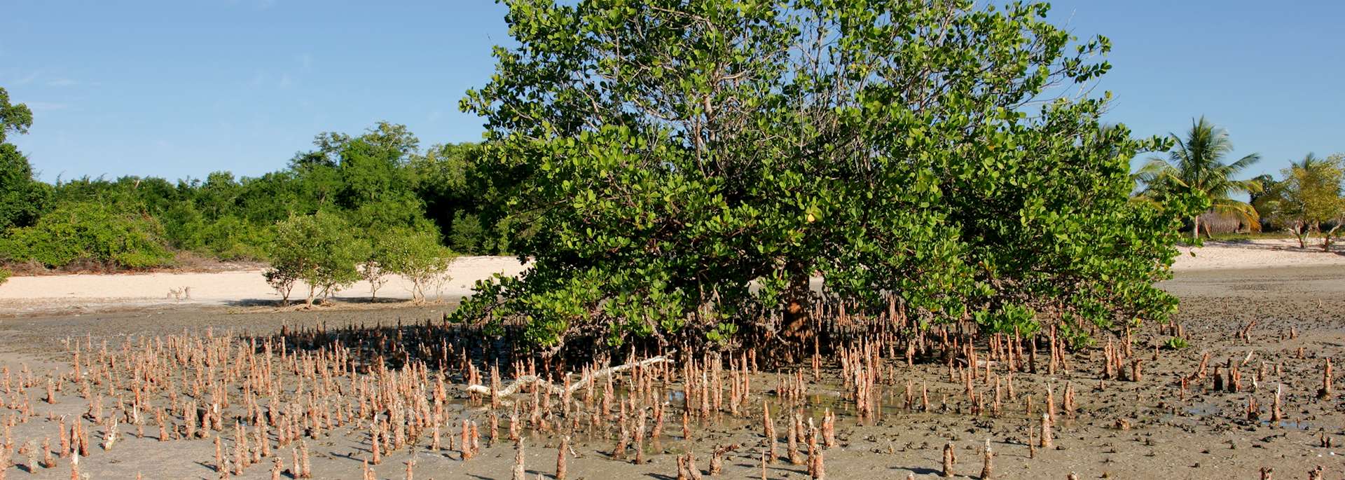 Mangrove tree in Vilanculos Coastal Wildlife Sanctuary