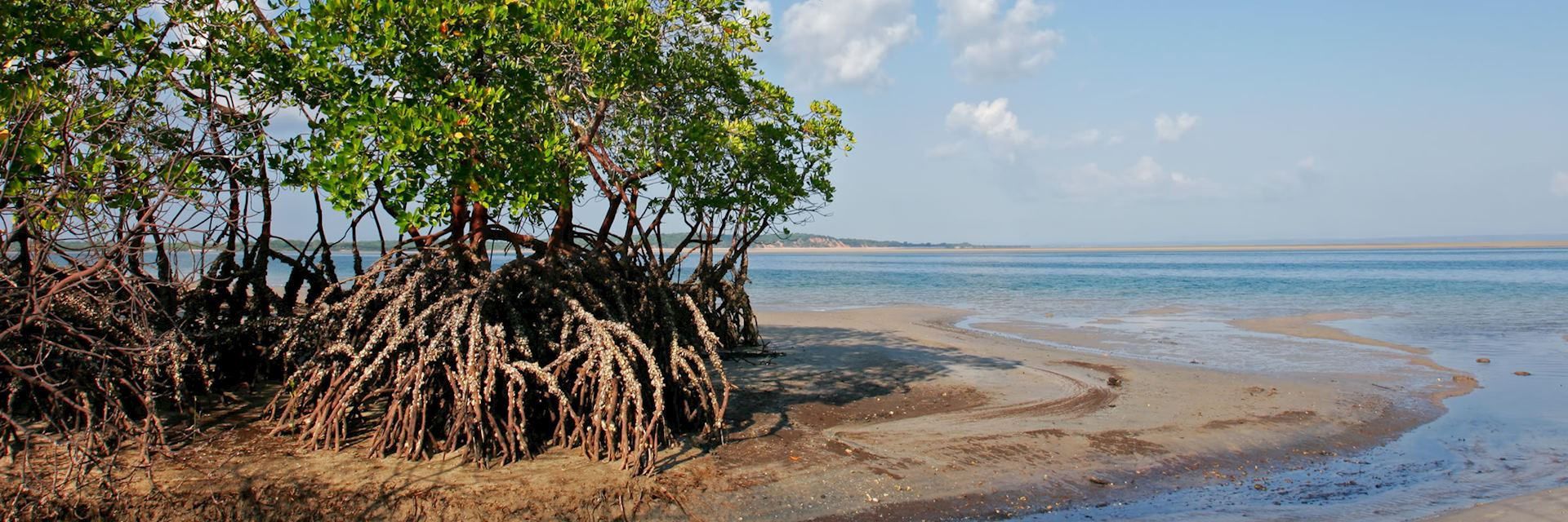 Mangrove trees, Mozambque beach