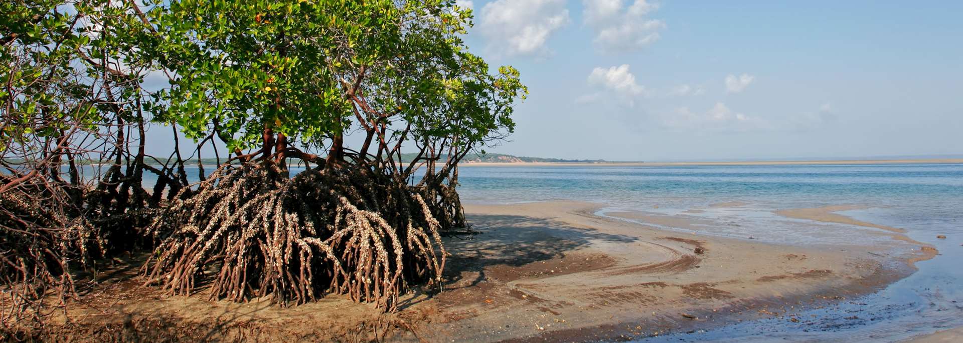 Mangrove trees, Mozambque beach