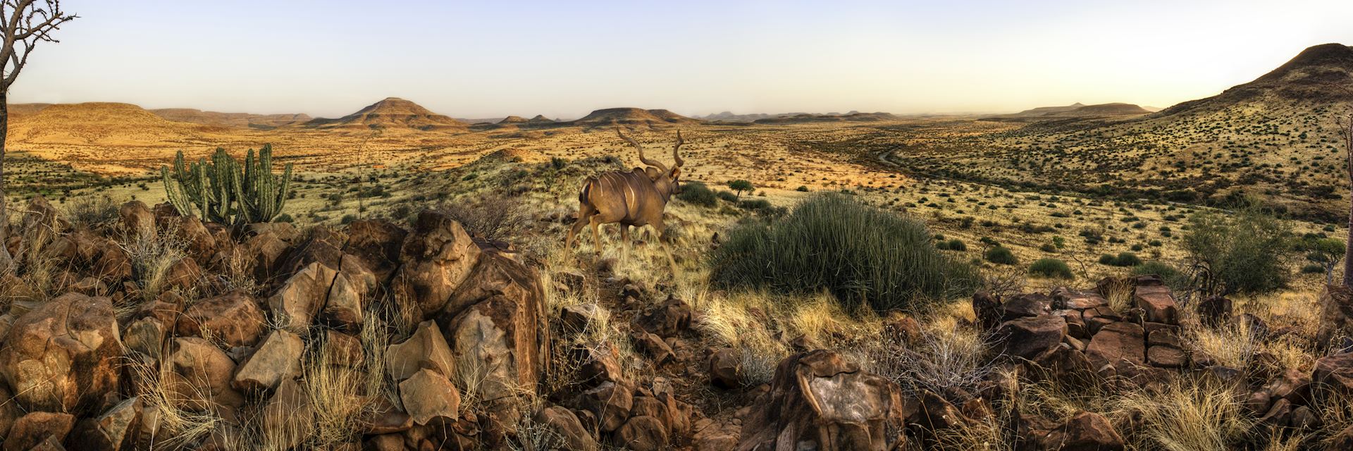 Kudu in Damaraland in Namibia