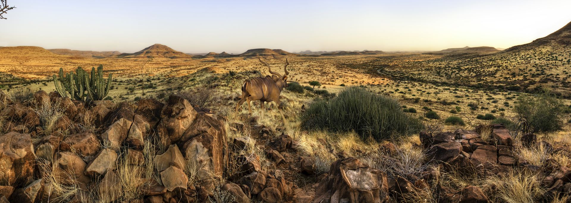 Kudu in Damaraland in Namibia
