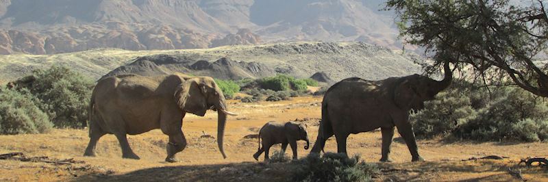 Desert-adapted elephant, Damaraland