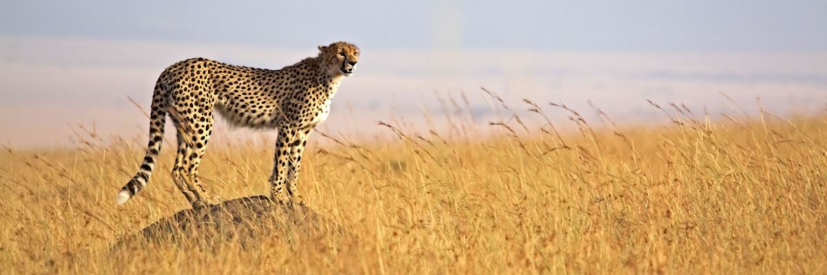Children over 12 can learn about cheetah at the AfriCat Foundation Children over 12 can learn about cheetah at the AfriCat Foundation