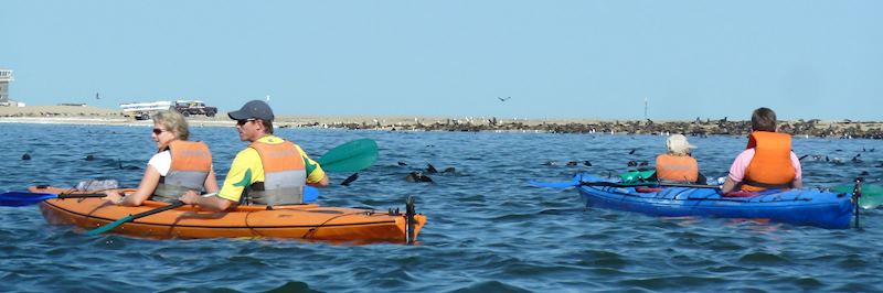 Kayaking with seals off Pelican Point