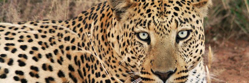 Leopard, Okonjima Nature Reserve