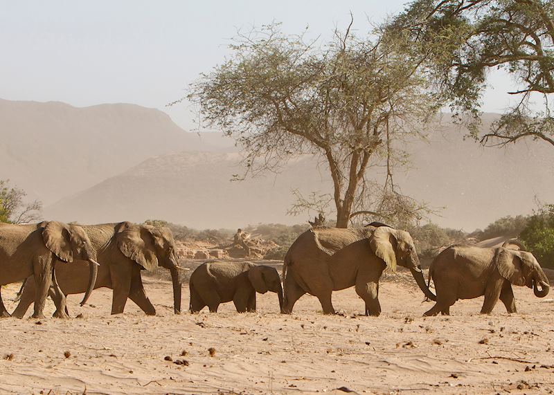 Elephant herd, Damaraland