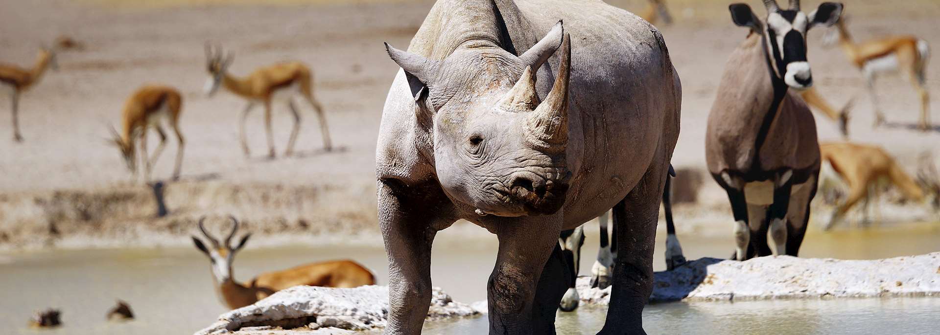 Rhino, Etosha National Park