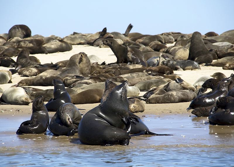 Cape fur seals, Pelican Point, near Swakopmund