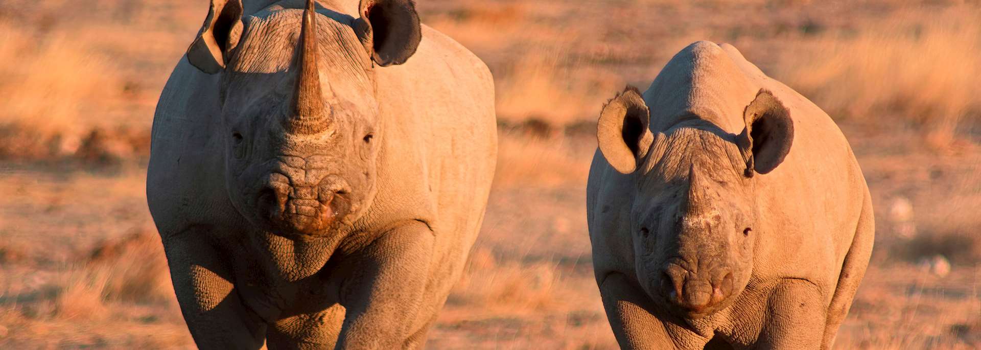Black rhino, Etosha National Park