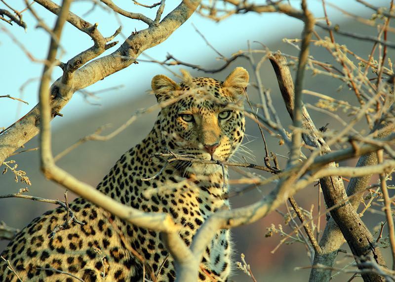 Leopard, Central Highlands