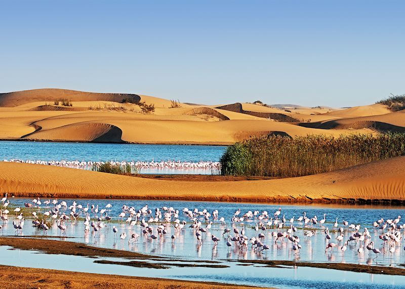 Pink flamingoes, Walvis Bay