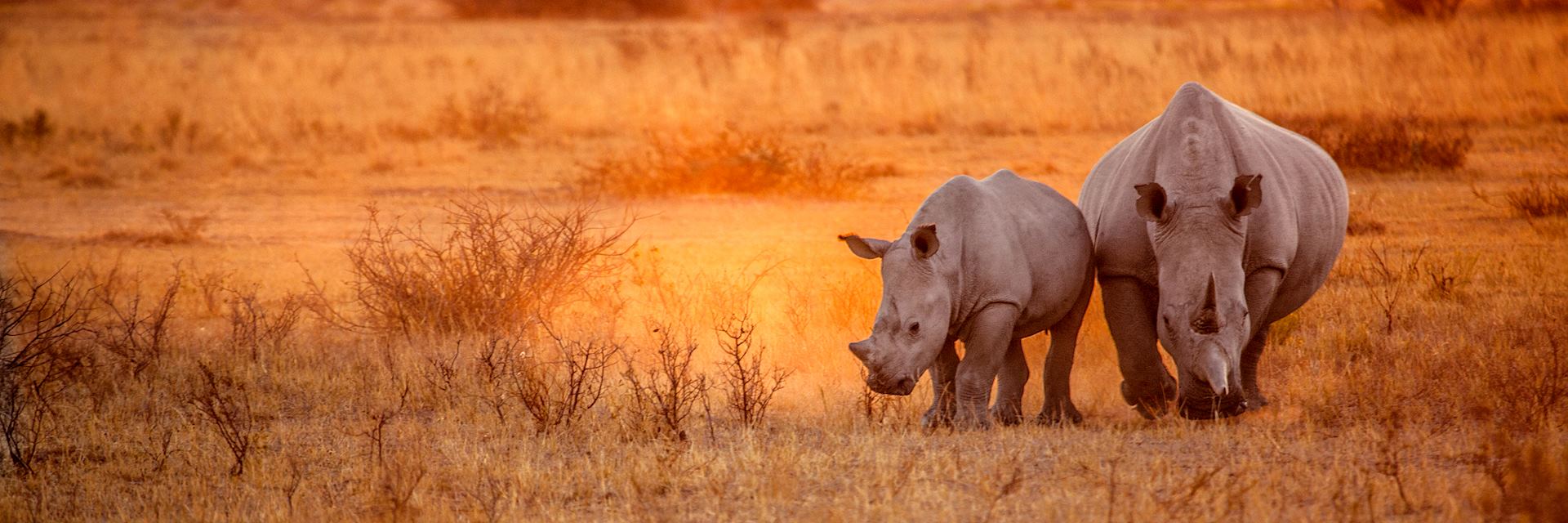 Rhino couple grazing in Damaraland