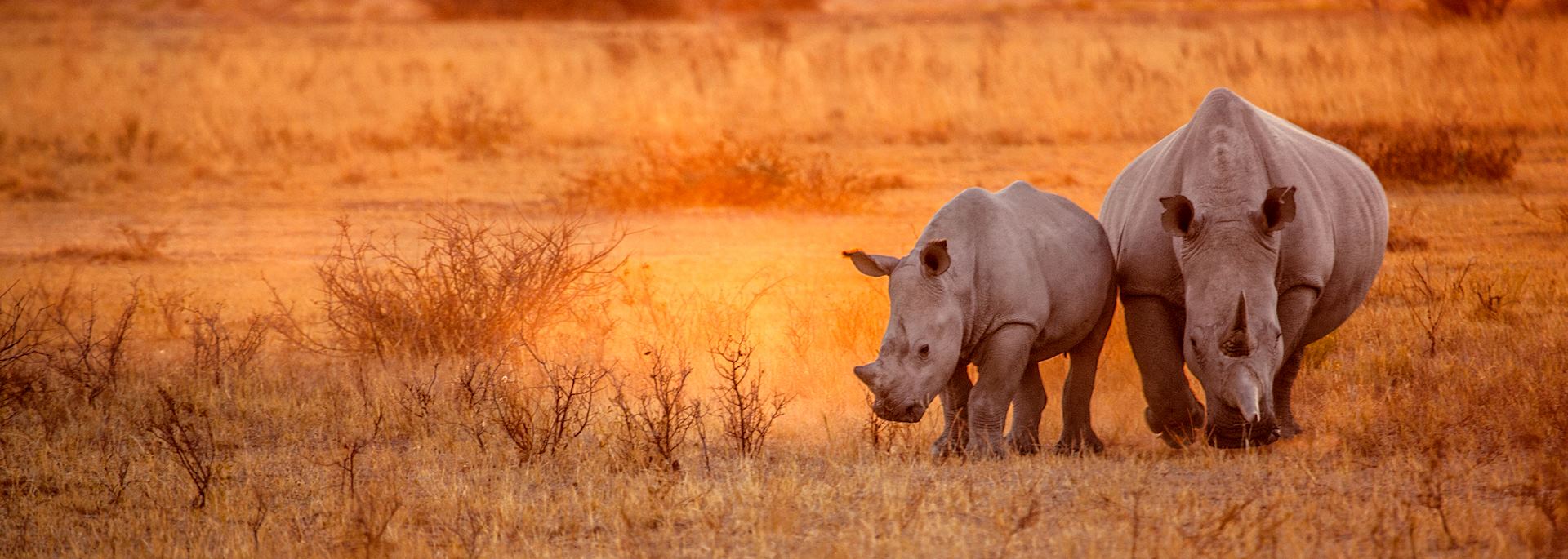 Rhino couple grazing in Damaraland