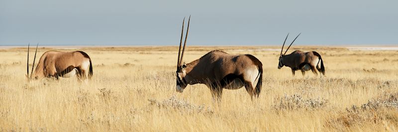 Gemsbok graze the Namibian savannah