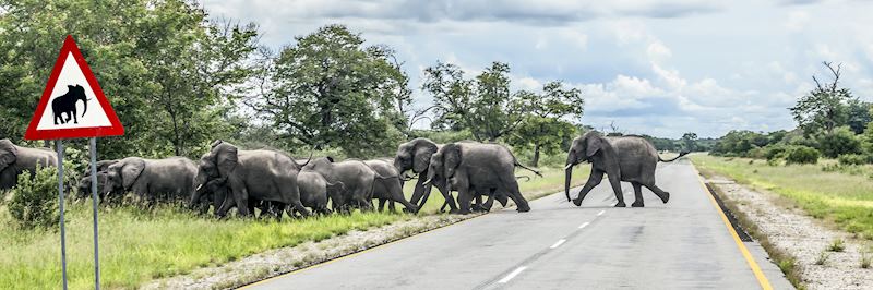 Elephant crossing the Trans-Kalahari Highway, central Namibia