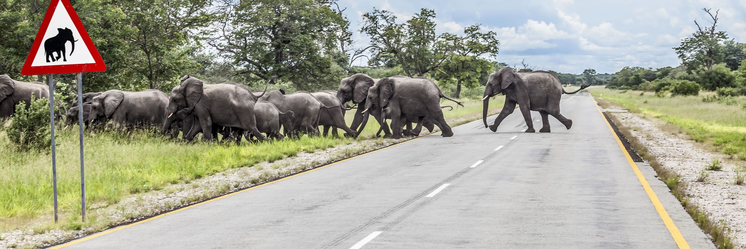 Elephant crossing the Trans-Kalahari Highway, central Namibia