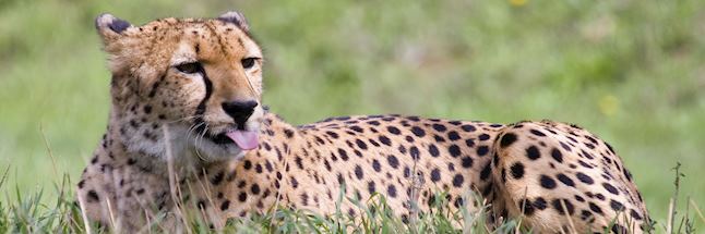 Cheetah at the AfriCat Foundation Rehabilitation Cheetah at the AfriCat Foundation Rehabilitation